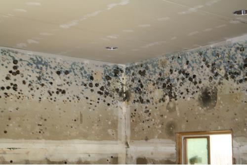Indoor Mold & Mildew: Harmful but Often Ignored
